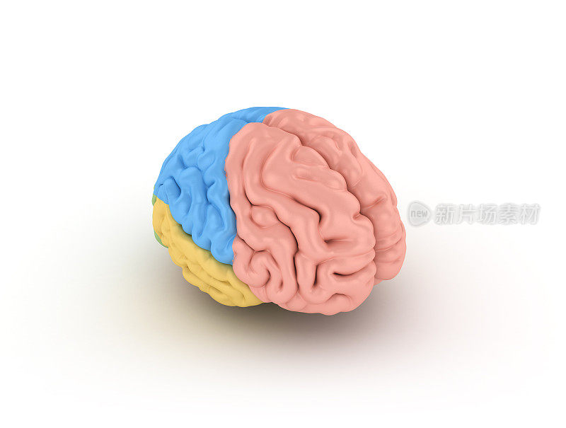 人脑- 3D渲染